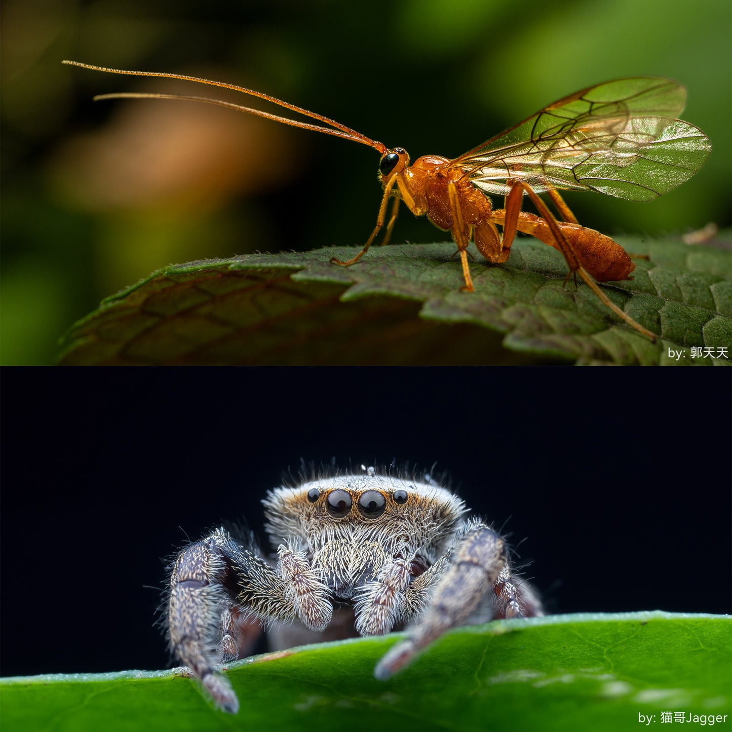 60mm f/2.8 Full-frame 2X Ultra-Macro Lens for E/RF/Z